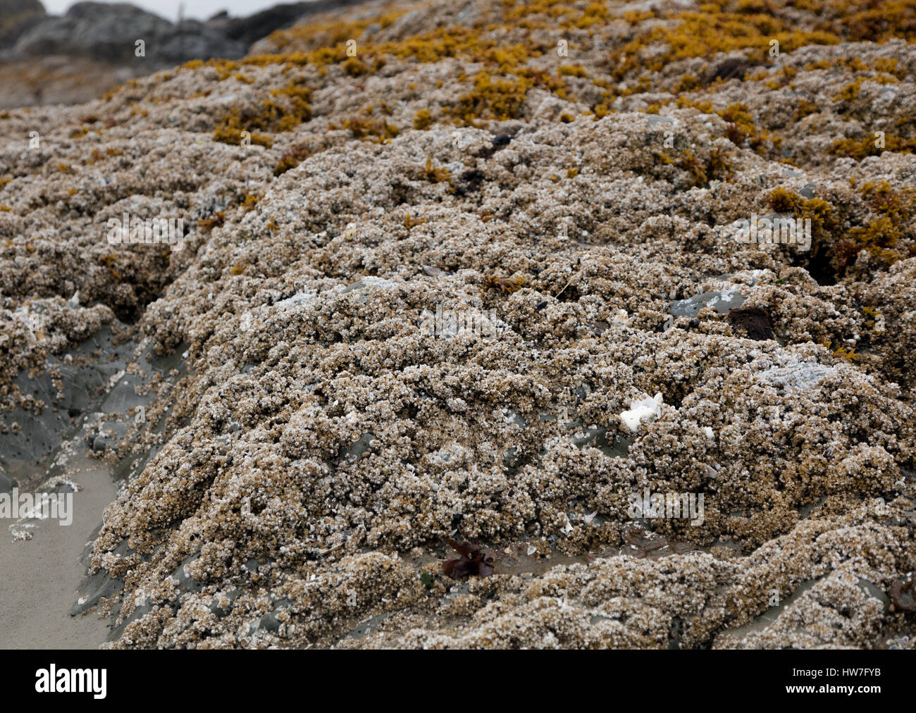 Felsiges Ufer bedeckt mit Entenmuscheln (Semibalanus), Tofino, BC Stockfoto