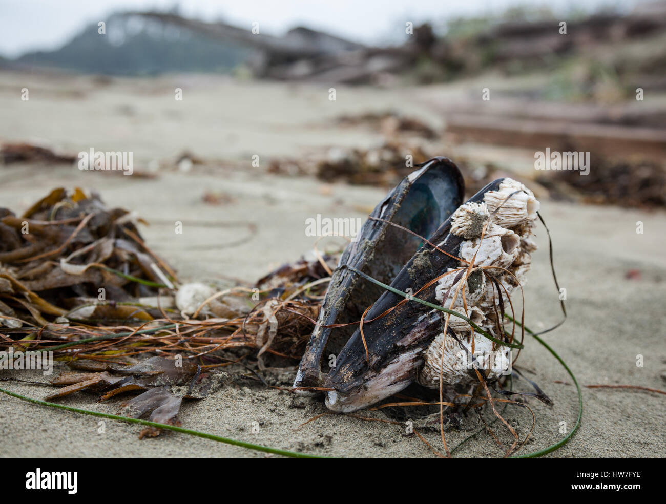 Miesmuscheln mit Seepocken, Tofino Stockfoto