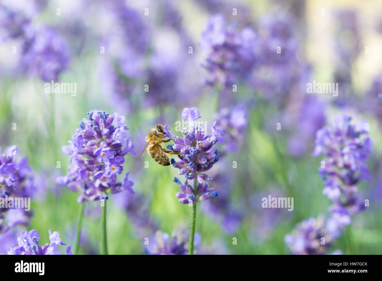 Honigbiene auf Lavendel Stockfoto