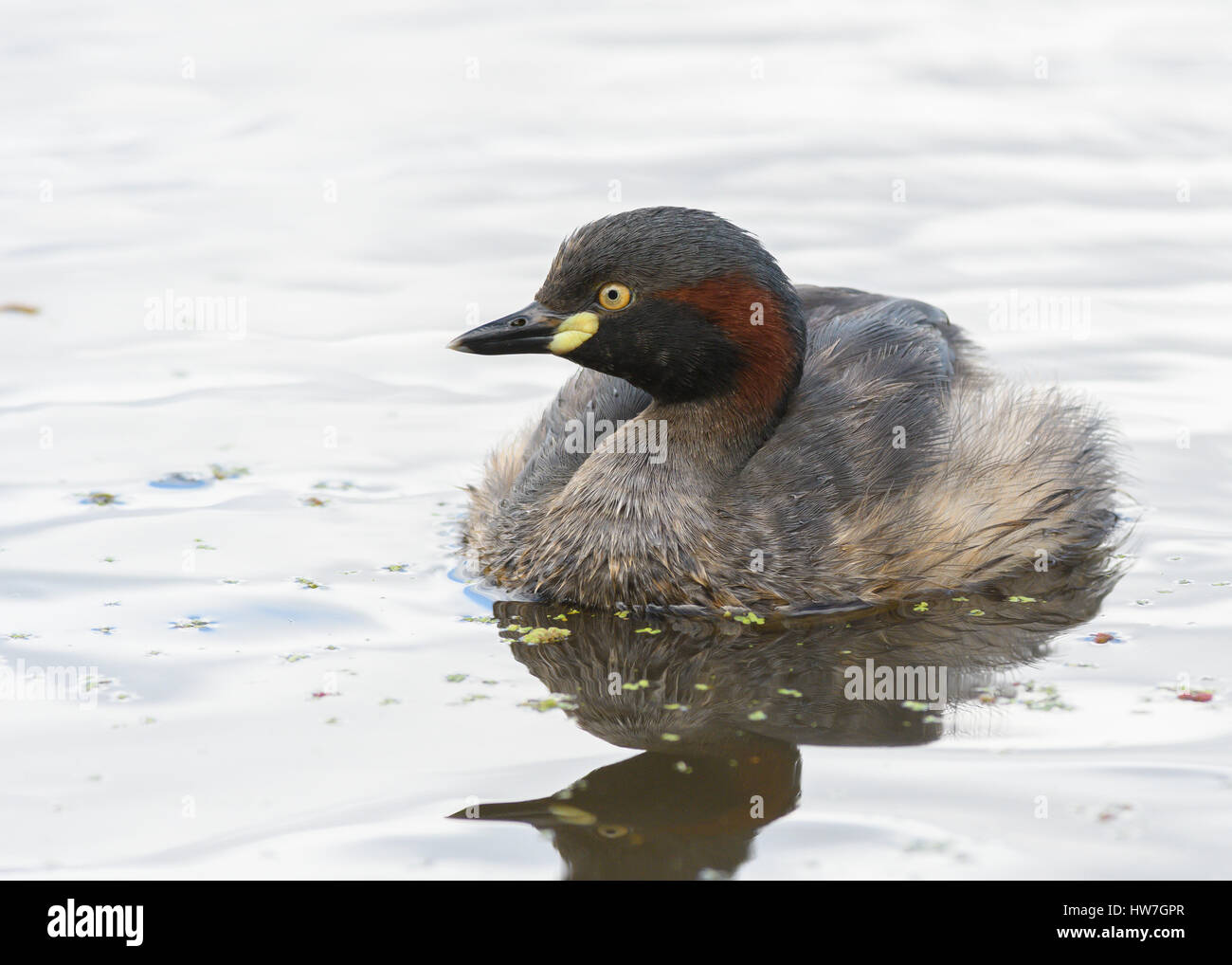 Australasian Grebe Stockfoto