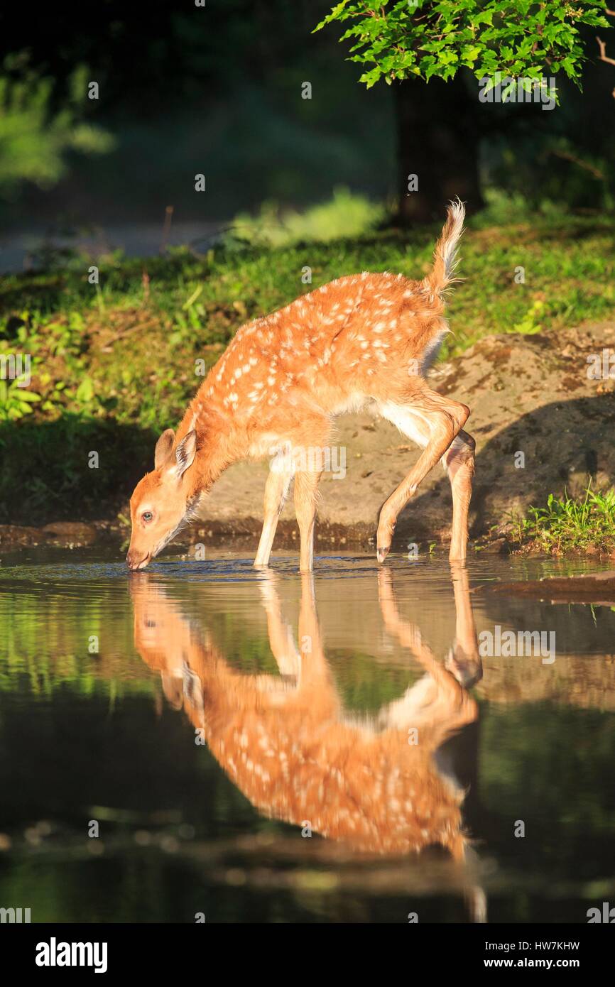 Baby in der Nähe von Wasser, White tailed Deer (Odocoileus Virginianus), Minnesota, USA Stockfoto