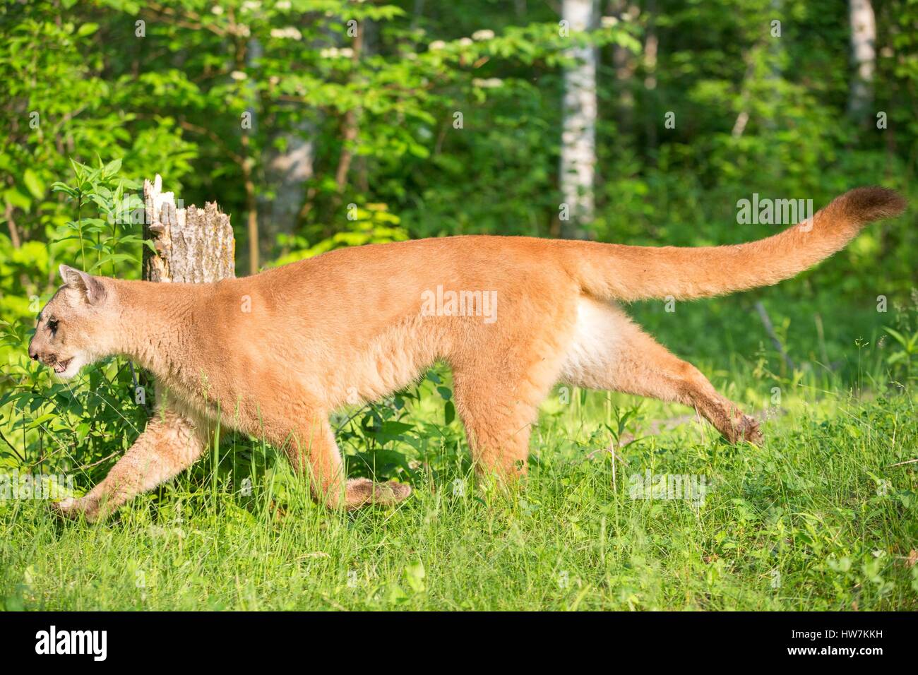 USA, Minnesota, Cougar (Puma Concolor), auch bekannt als der Berglöwe  Stockfotografie - Alamy