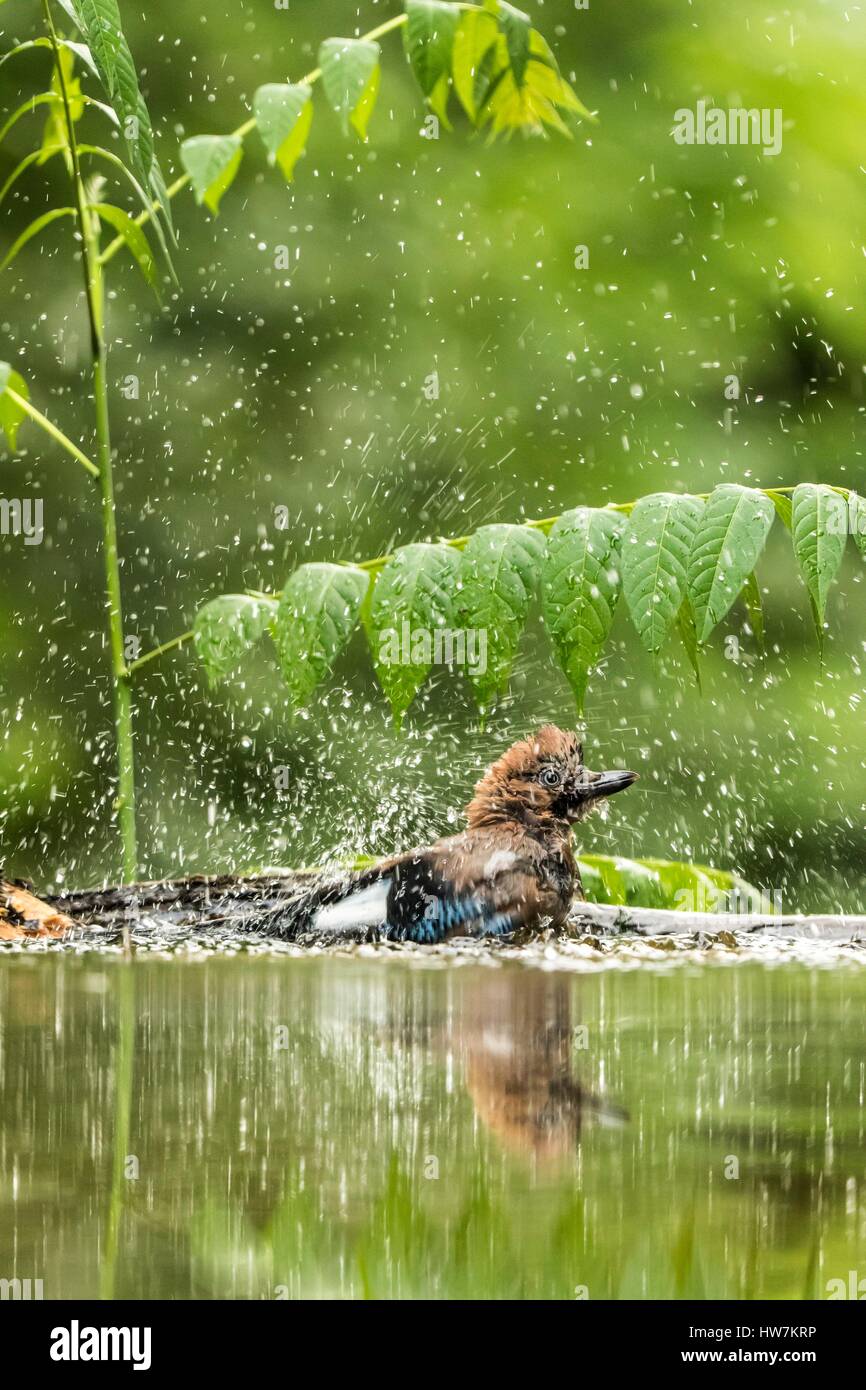 Ungarn, Csongrad, Kiskunsagi Nationalpark, Pusztaszer, Eichelhäher (Garrulus Glandarius), Baden Stockfoto