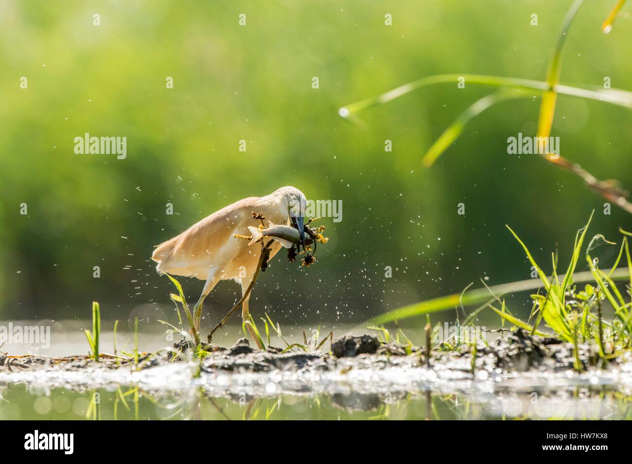 Ungarn, Csongrad, Kiskunsagi Nationalpark, Pusztaszer, Squacco Heron (Ardeola Ralloides), Angeln Stockfoto