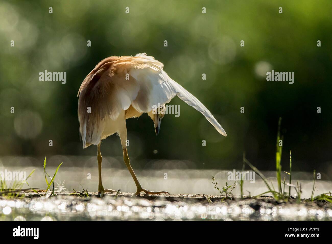 Ungarn, Csongrad, Kiskunsagi Nationalpark, Pusztaszer, Squacco Heron (Ardeola Ralloides), Angeln Stockfoto