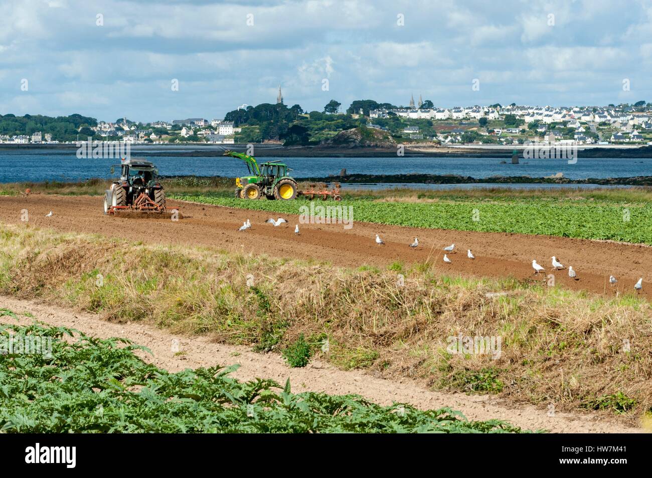 Frankreich, Finistere, Carantec, Bucht von Morlaix, Île Callot, Markt im Garten Artischocke, Saint Pol de Leon im Hintergrund Stockfoto