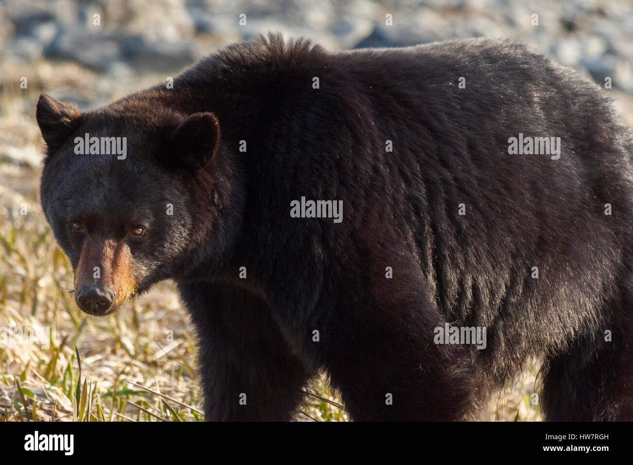 Schwarzer Bär Fütterung auf Plantago Rasen in Kenai Fjords Nationalpark, Alaska. Stockfoto