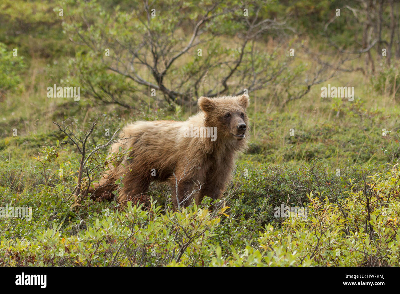 Grizzly Bear Cub Essen Blaubeeren, Denali-Nationalpark, Alaska. Stockfoto