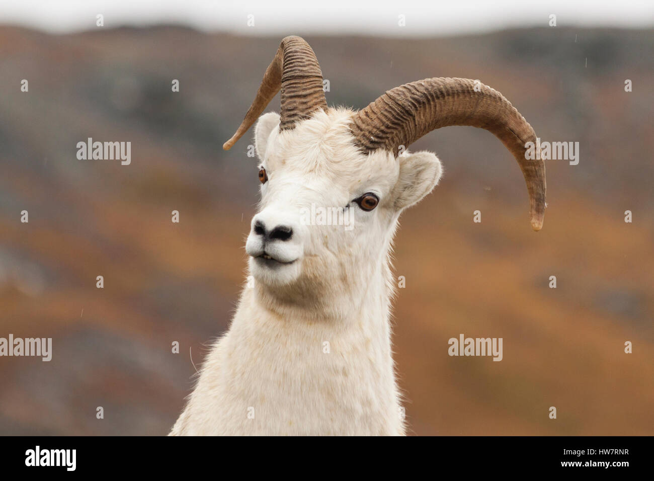 Neugierig Dallschafe Ram Auschecken im Denali-Nationalpark, AK. Stockfoto