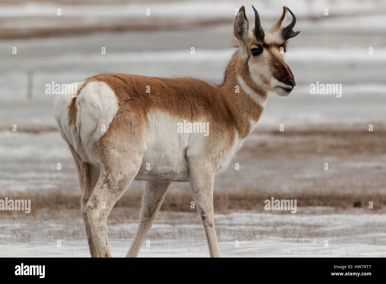 Gabelbock im Winter im Yellowstone National Park. Stockfoto