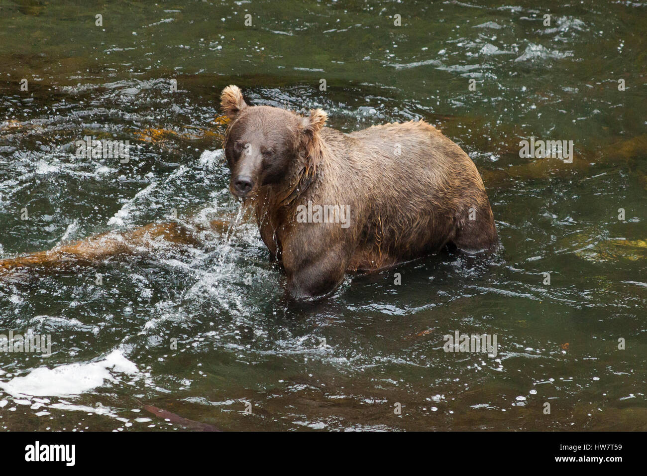 Grizzly Bear-Fischerei auf Lachs im Russian River, Alaska. Stockfoto