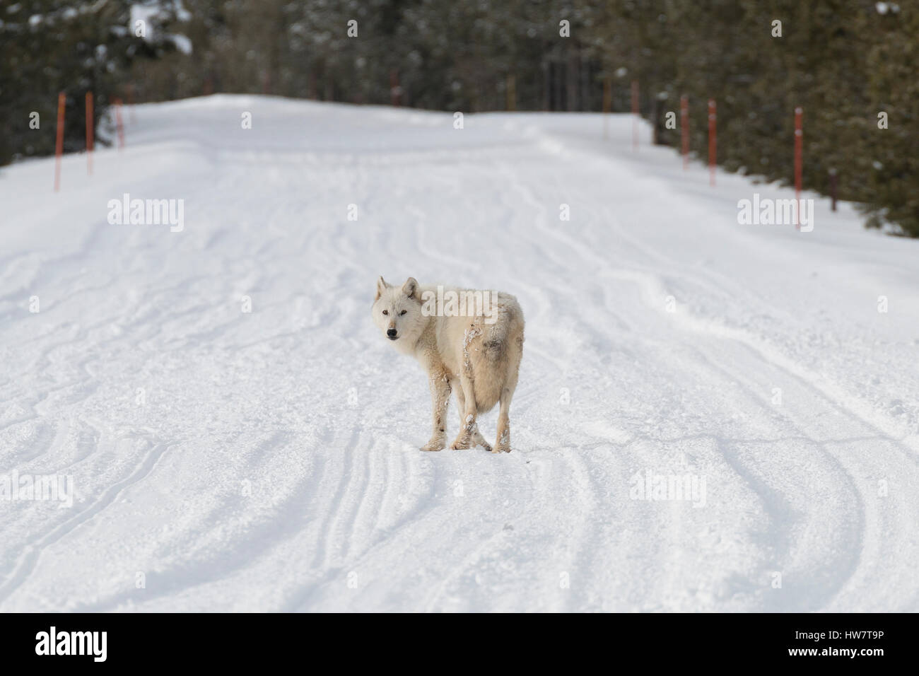 Alpha Weibchen das Canyon Pack im Yellowstone National Park zu Fuß den Schnee Weg. Stockfoto