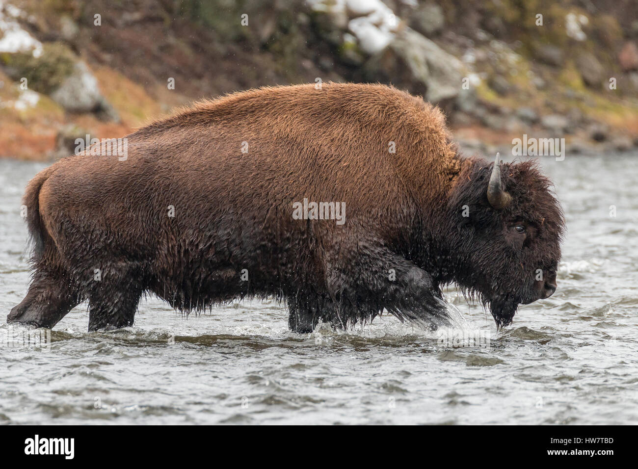 Bull Bison fording der Madison River im Yellowstone National Park. Stockfoto