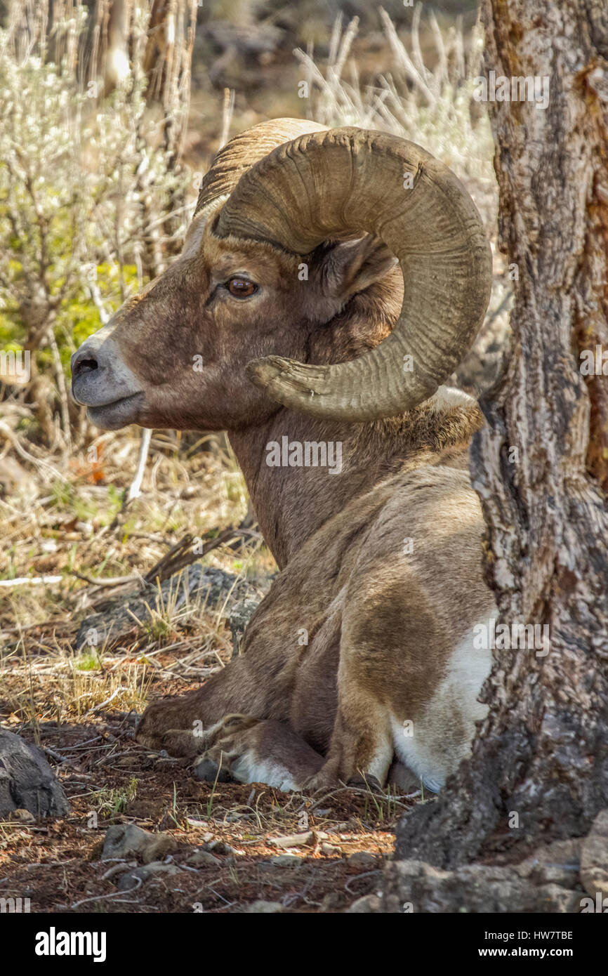 Bighorn Ram ruht unter einem Baum im Yellowstone-Nationalpark, Wyoming. Stockfoto