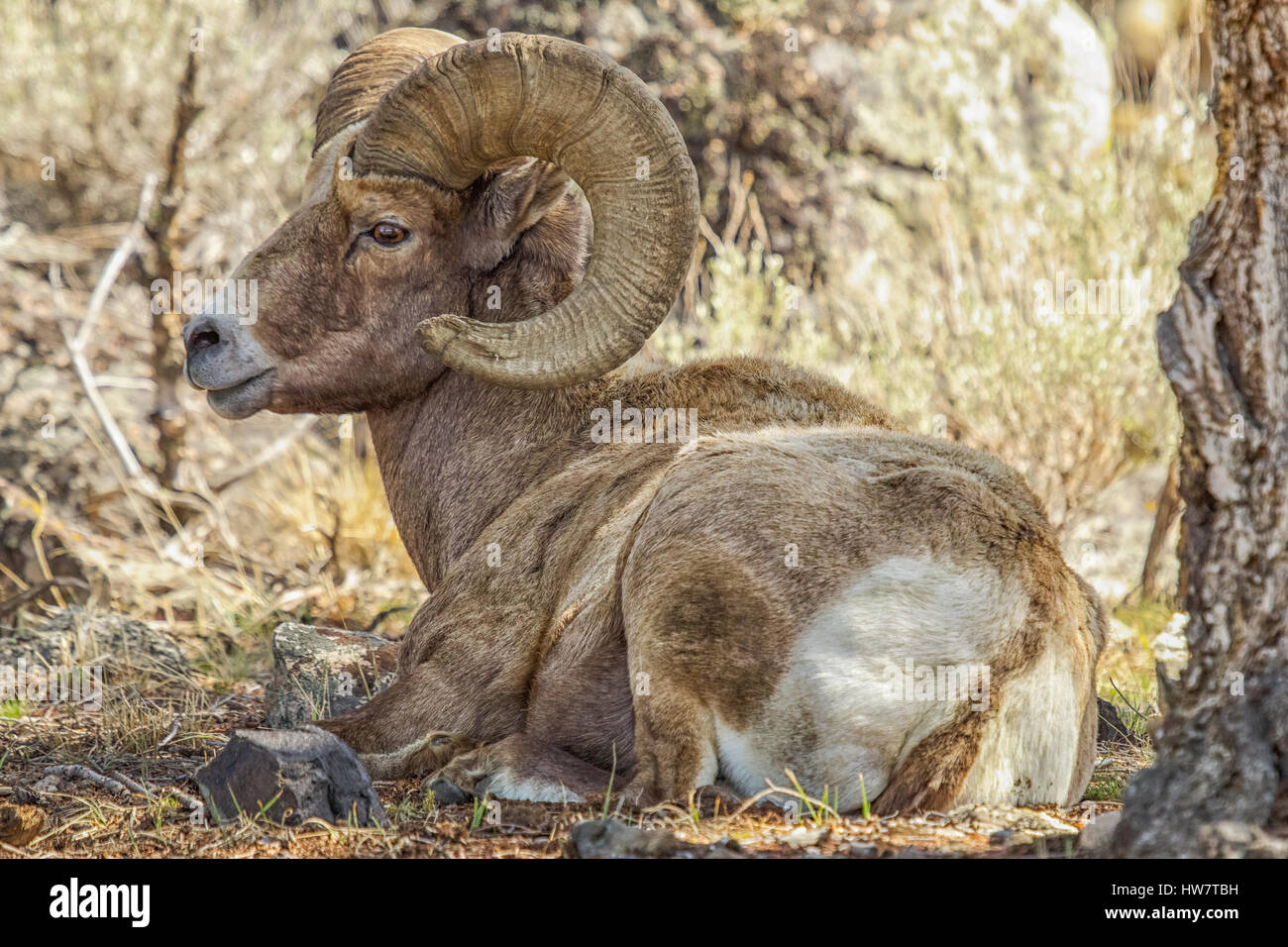 Bighorn Ram ruht unter einem Baum im Yellowstone-Nationalpark, Wyoming. Stockfoto