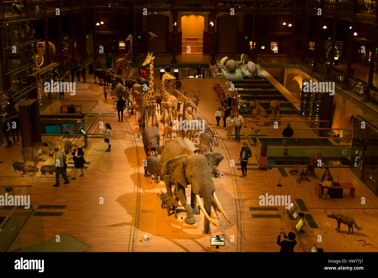 PARIS, Frankreich - 8. Oktober 2016: die große Galerie der Evolution in das Naturhistorische Museum. Stockfoto