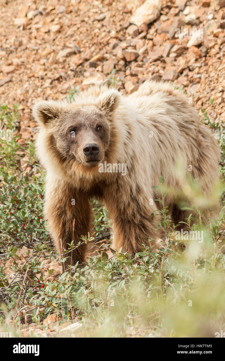 Grizzly Bären ernähren sich von Waschnüssen in Denali Nationalpark, Alaska. Stockfoto