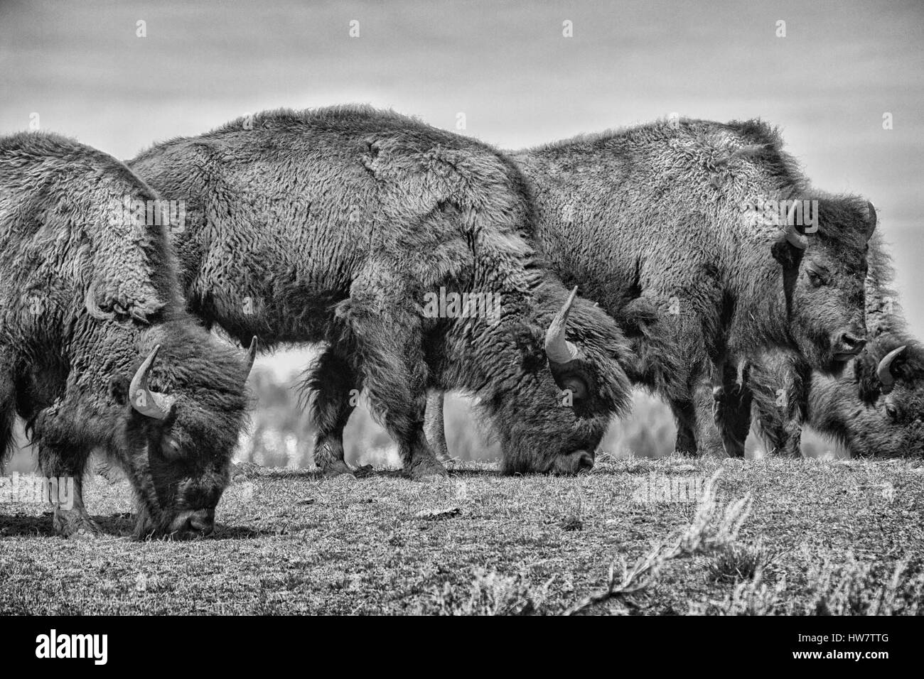 Bison-lunchline Stockfoto