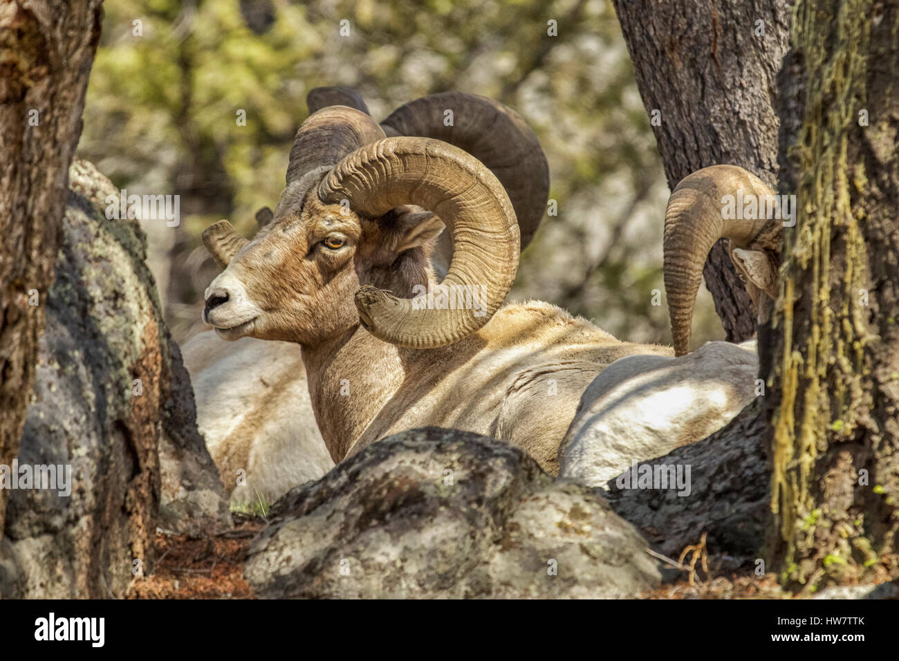 Bighorn rammt Louging im Schatten in der Nähe von Junction Butte, Yellowstone-Nationalpark, Wyoming. Stockfoto