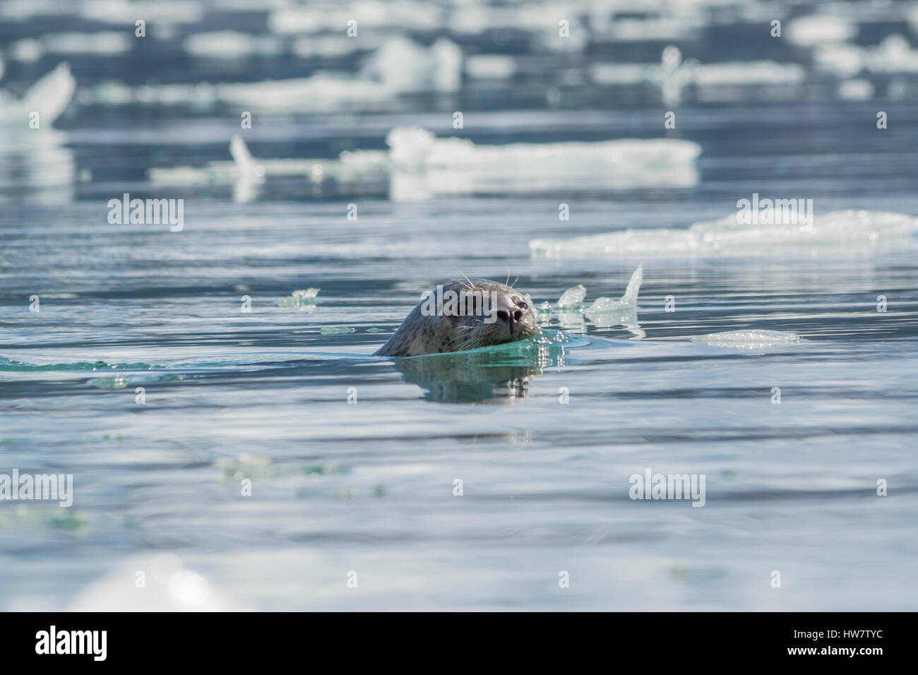 Harbor Seal unter einen Blick auf mein Kajak Aialik Bay, Alaska. Stockfoto