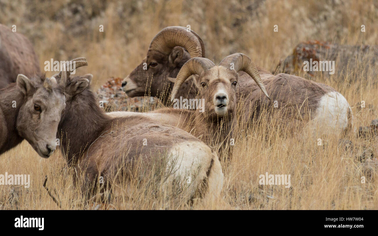 Bighorn Schafe im Yellowstone-Nationalpark, Wyoming. Stockfoto