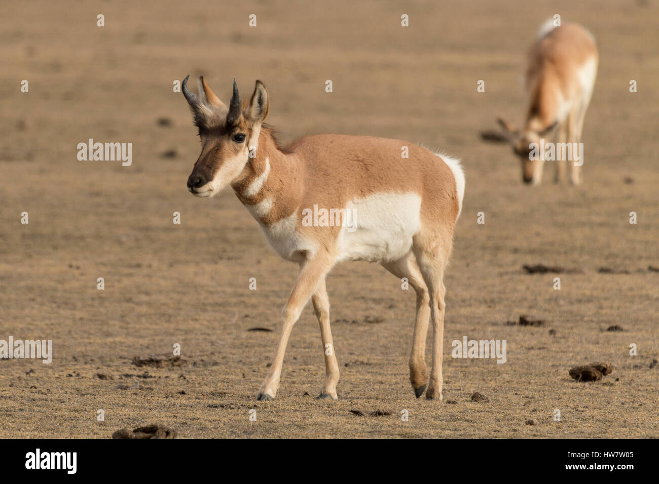 Pronghorn Antilope im Yellowstone-Nationalpark, Wyoming. Stockfoto