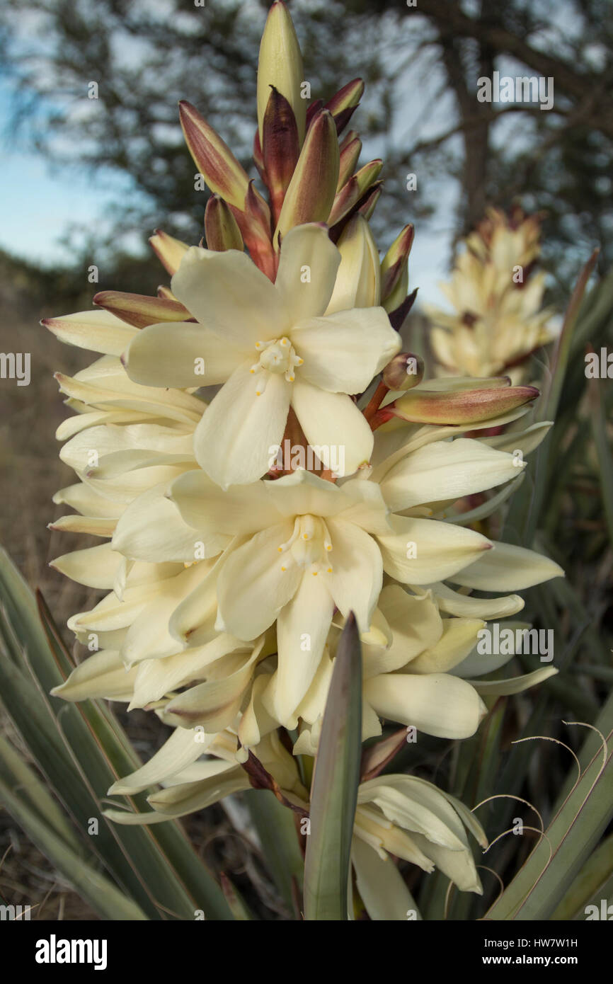 Yucca blühen entlang der Continental Divide Trail in der Gila National Forest in New Mexico. Stockfoto
