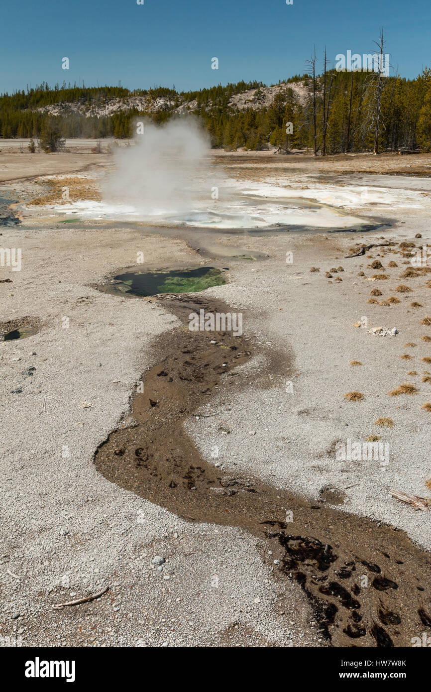 Thermische Abfluss in der Nähe von Minute-Geysir im Norris-Geysir-Becken im Yellowstone-Nationalpark, Wyoming. Stockfoto