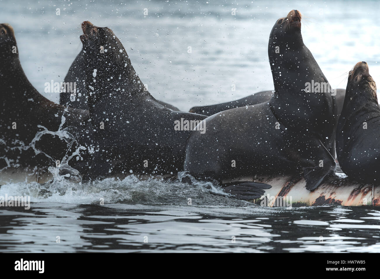 : Arge Gruppe von Seelöwen über Oberfläche Stockfoto