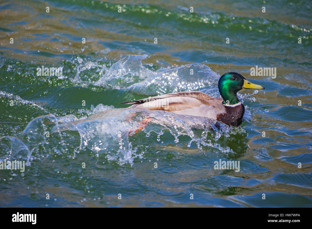 Anas platyrhynchos Stockente Männchen im Flug, Spritzwasser Stockfoto