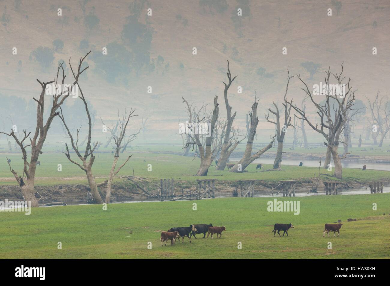 Australien, Victoria, Huon, Landschaft von Lake Hume mit Wald Feuer Rauch Stockfoto