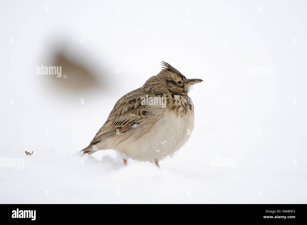 Erklommene Lerche (Galerida Cristata) im Winter. Dagestan, Russland. Stockfoto