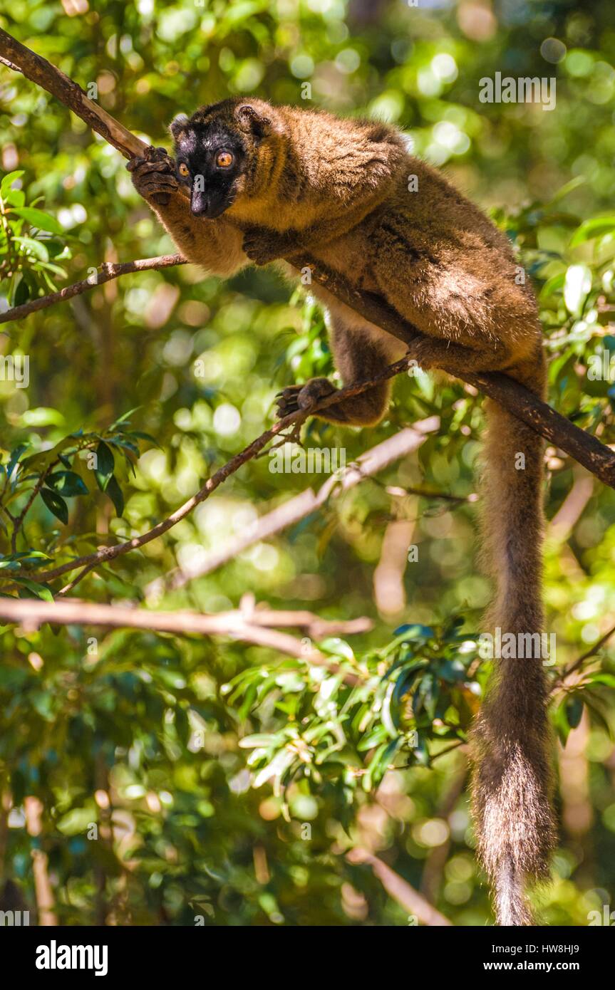 Frankreich, Insel Mayotte (französische überseeische Departements), M'bouzi Insel (Chissioua M'bouzi), Tawny lemur (Eulemur fulvus mayottensis) auch Maki genannt, auf einem Zweig Stockfoto