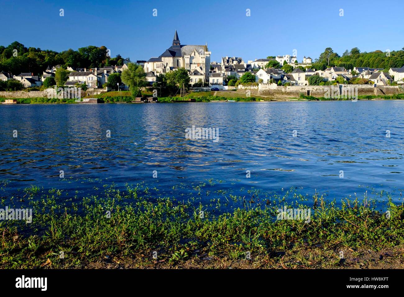 Frankreich, Indre et Loire, Loire Tal, Candes Saint Martin UNESCO Weltkulturerbe, entlang der Fluss Vienne, im Vordergrund die invasive Pflanze namens Floating Primrose - Weide - Ludwigia peploides Stockfoto