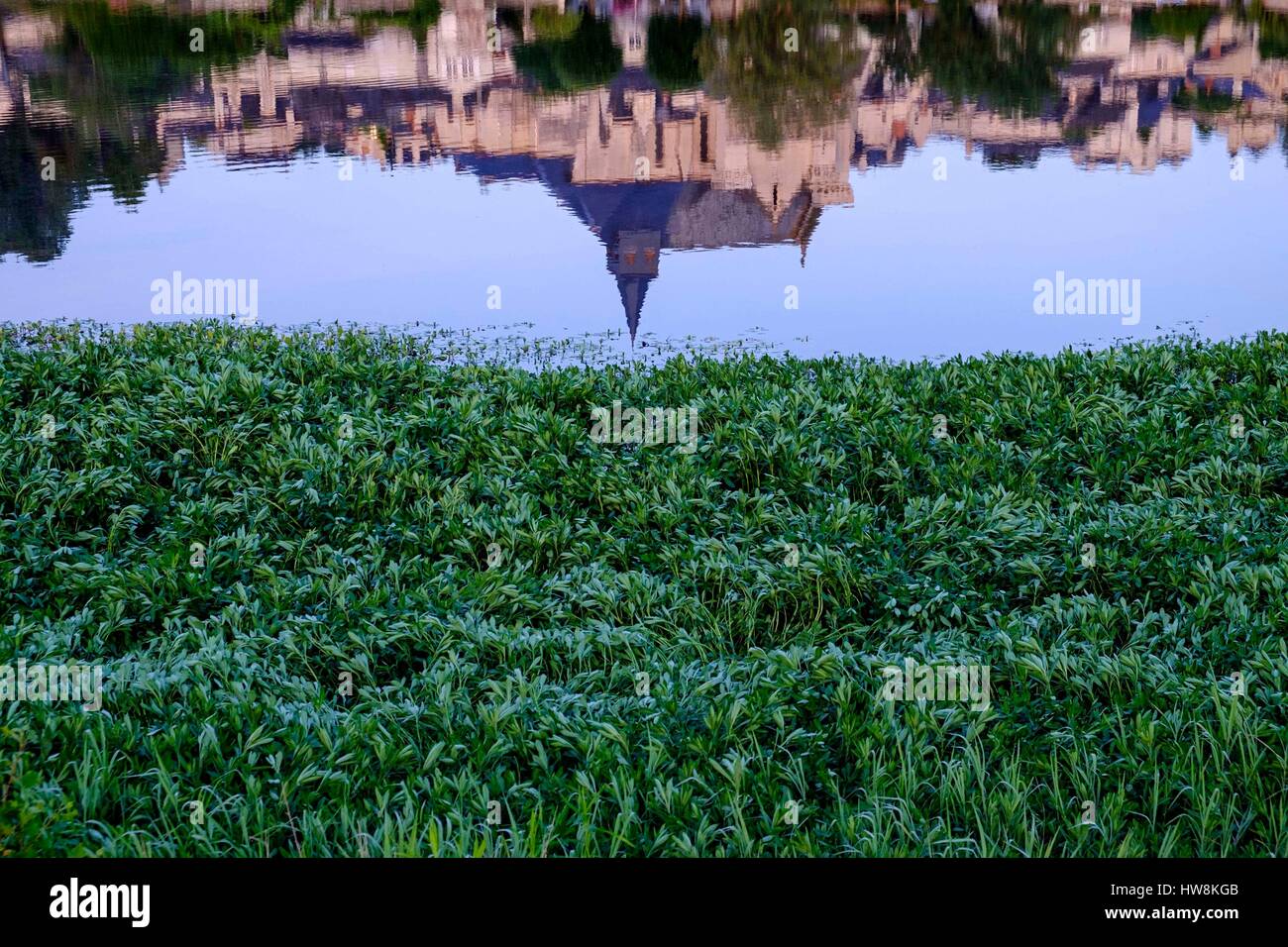 Frankreich, Indre et Loire, Loire Tal, Candes Saint Martin UNESCO Weltkulturerbe, entlang der Fluss Vienne, im Vordergrund die invasive Pflanze namens Floating Primrose - Weide - Ludwigia peploides Stockfoto