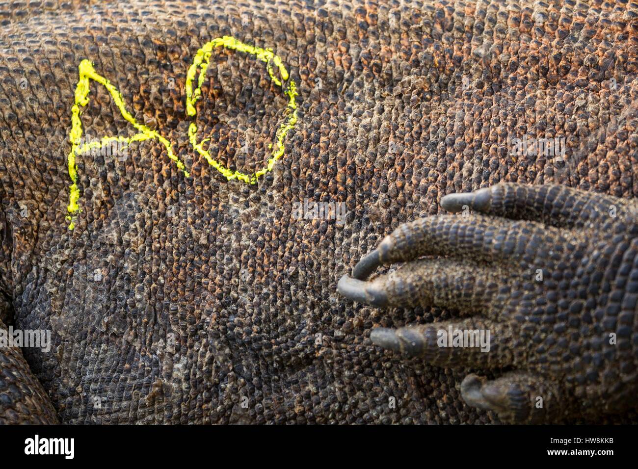 Indonesien, Nusa Tenggara Timur, Insel Komodo, Komodo National Park, ein UNESCO Weltkulturerbe, wissenschaftliche Mission der Komodo Überleben Programm, Komodo Waran (Varanus komodoensis) gekennzeichnet, um es nicht wieder zu erfassen Stockfoto