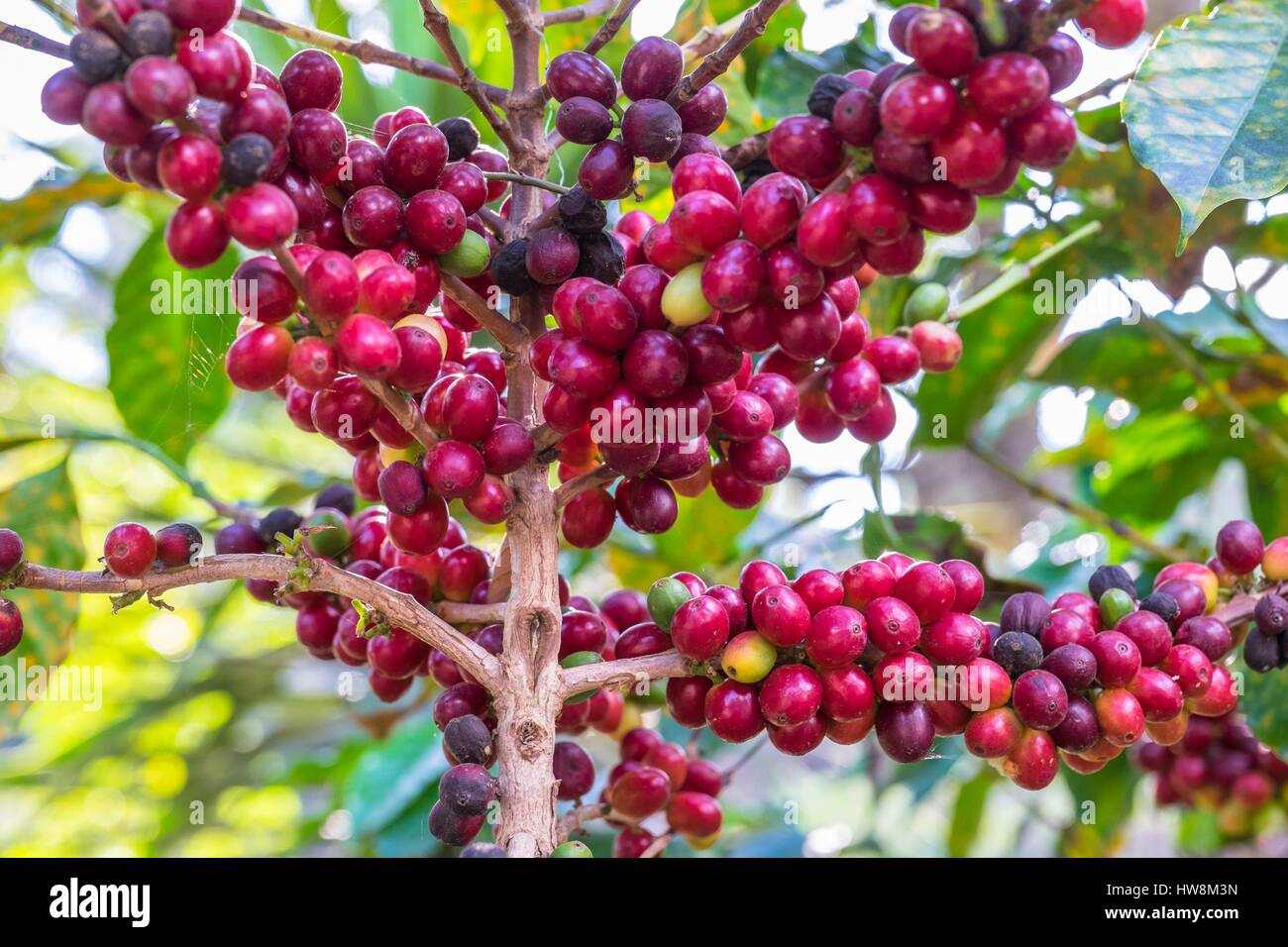 Guatemala, Solola Abteilung, San Marcos la Laguna auf die Ufer des Lake Atitlan, Kaffee-Plantagen Stockfoto