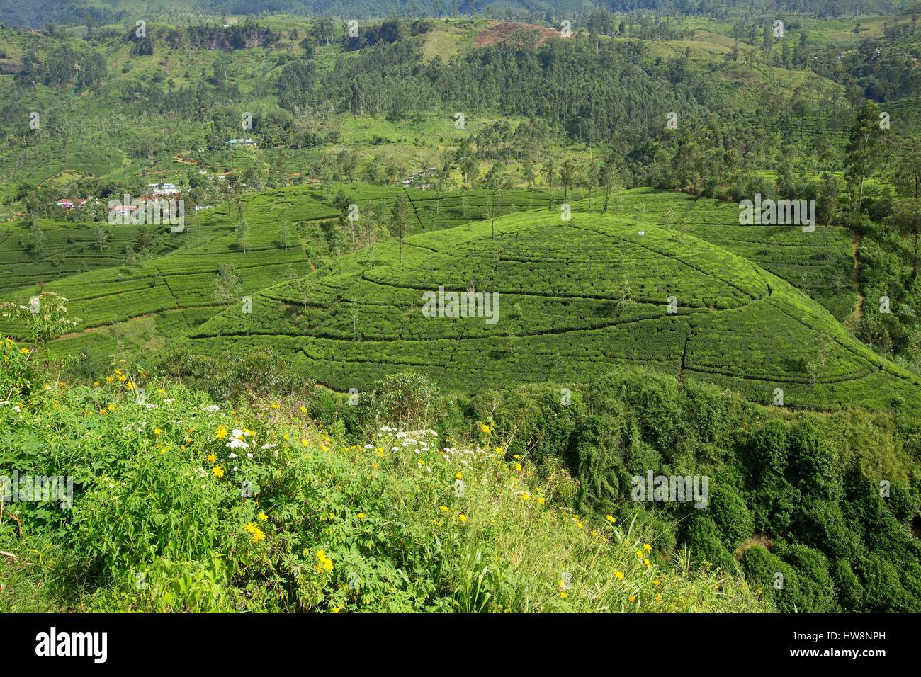 Sri Lanka, Central Province, Nuwara Eliya Bezirk, Nuwara Eliya Teeplantagen Stockfoto