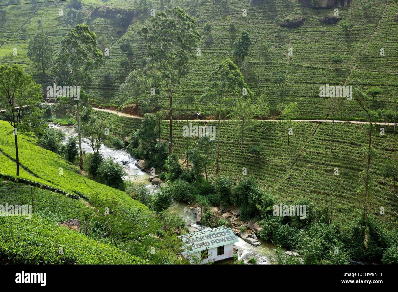 Sri Lanka, Central Province, Nuwara Eliya Bezirk, Nuwara Eliya Teeplantage Mackwoods Labookellie Stockfoto