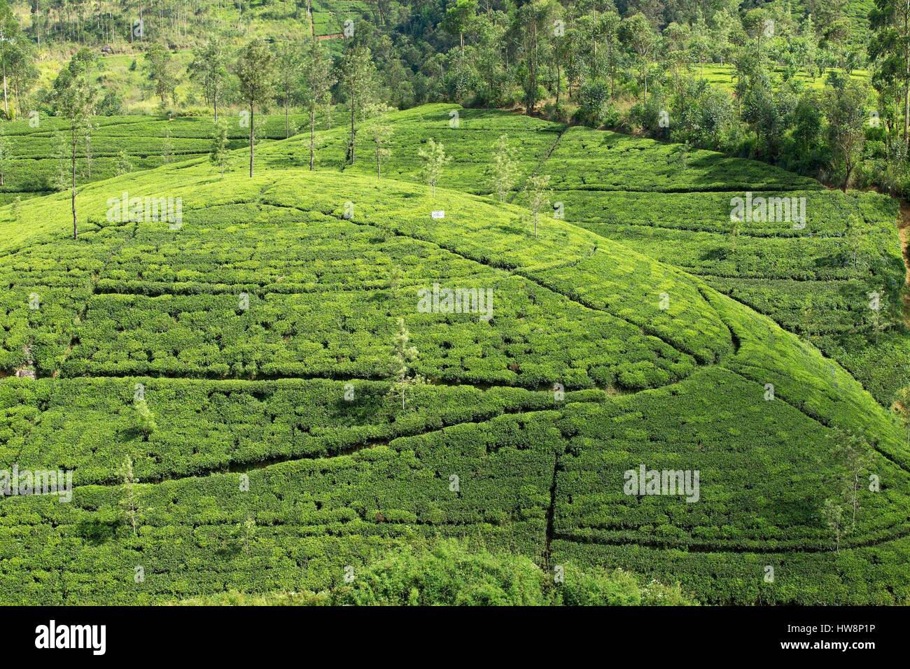 Sri Lanka, Central Province, Nuwara Eliya Bezirk, Nuwara Eliya Teeplantagen Stockfoto