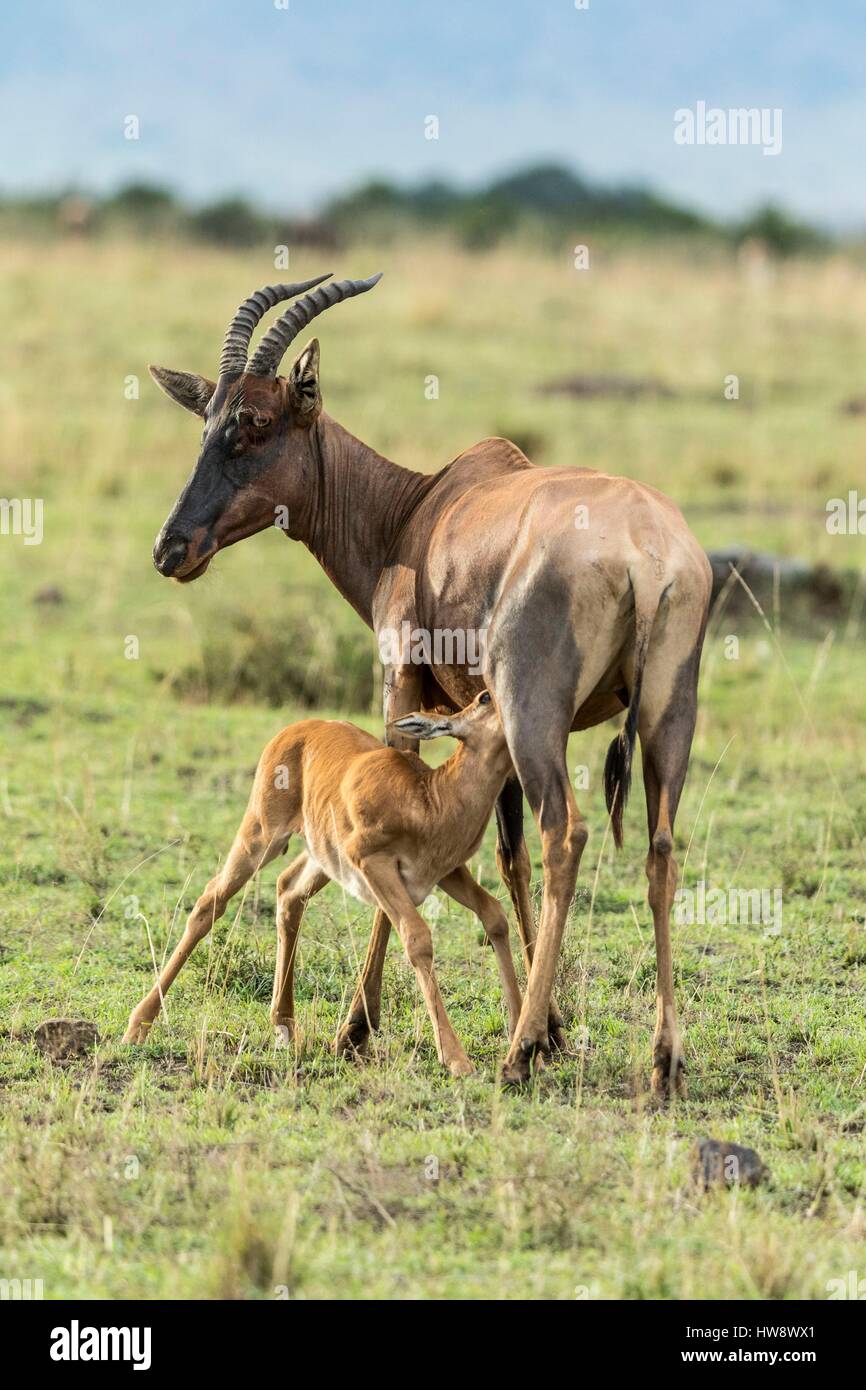 Kenia, Masai Mara Wildreservat, Topi (Damaliscus Korrigum), Mutter und Neugeborenes säugen Stockfoto