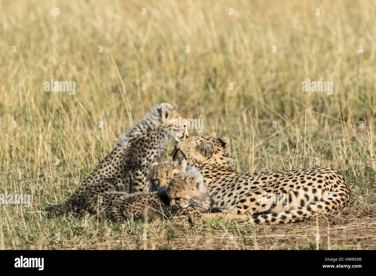 Kenia, Masai Mara Wildreservat, Cheetah (Acinonyx Jubatus), Jungtiere 8 Wochen alt mit ihrer Mutter Stockfoto