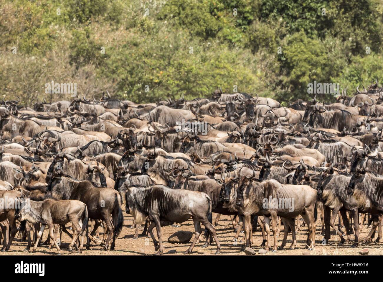 Kenia, Masai Mara Wildreservat, Gnus (Connochaetes Taurinus), Herde von migration Stockfoto