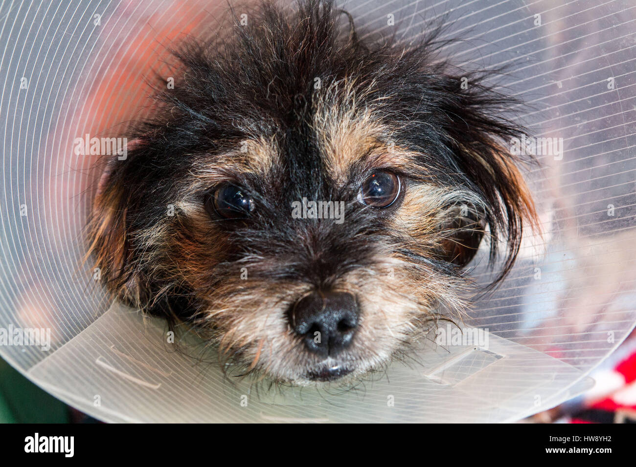 Mischling Hund mit elisabethanischen Kragen auf nach operation Stockfoto