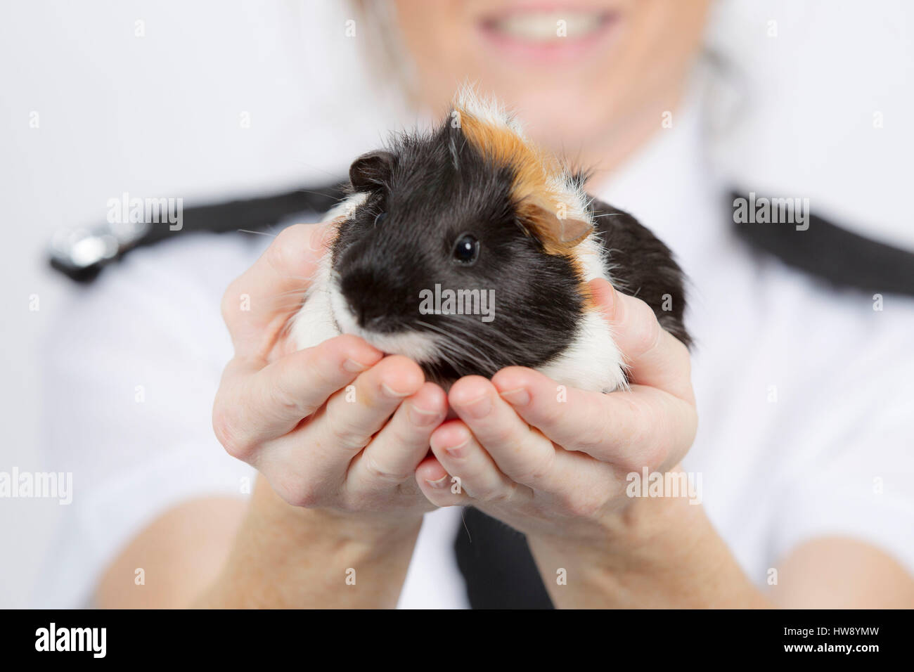 Tierrettung Arbeiter halten Meerschweinchen Stockfoto