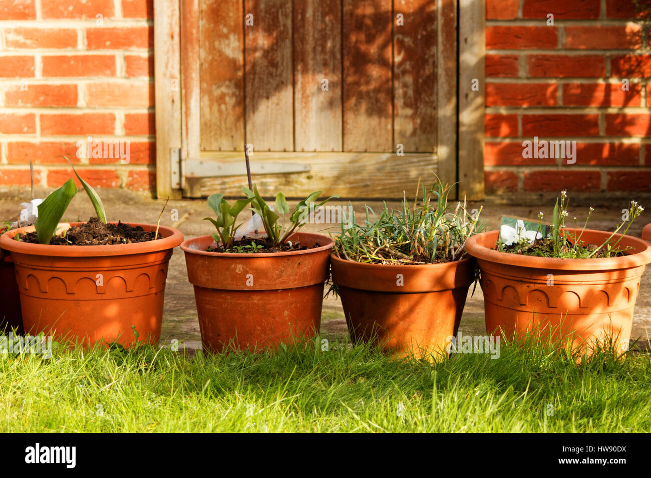 Terrakotta Blumentöpfe auf einem Hintergrund von einem Gewächshaus im Garten Stockfoto