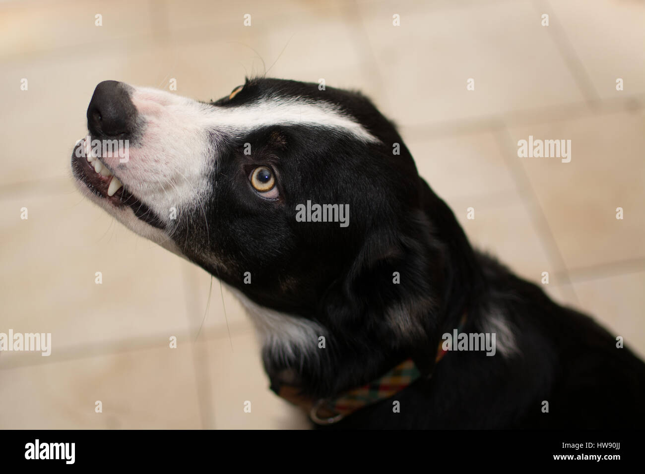 Wütend Border Collie Hund, Knurren und zeigt Zähne Stockfoto