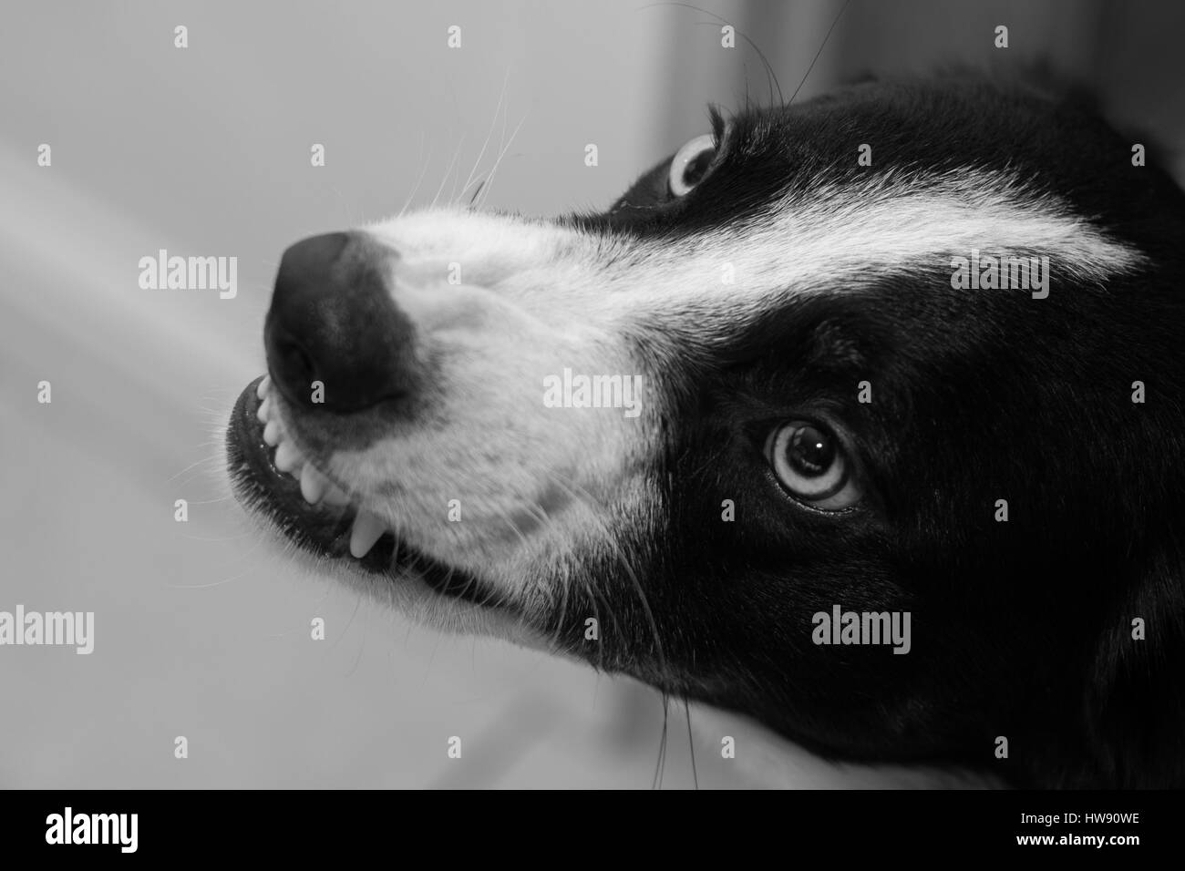 Wütend Border Collie Hund, Knurren und zeigt Zähne Stockfoto