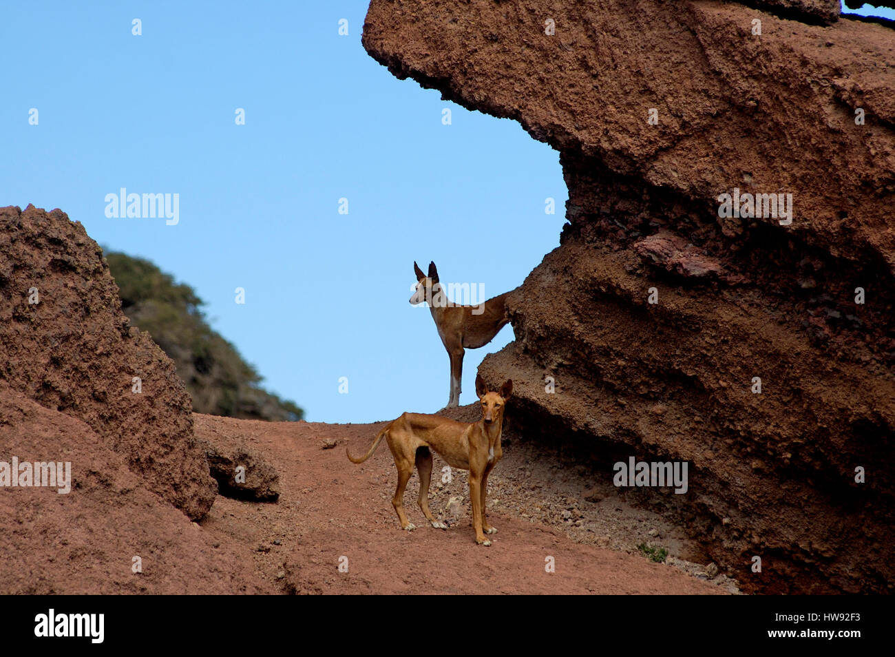 Wilde Hunde am Roque de Los Muchachos, La Palma Stockfotografie - Alamy