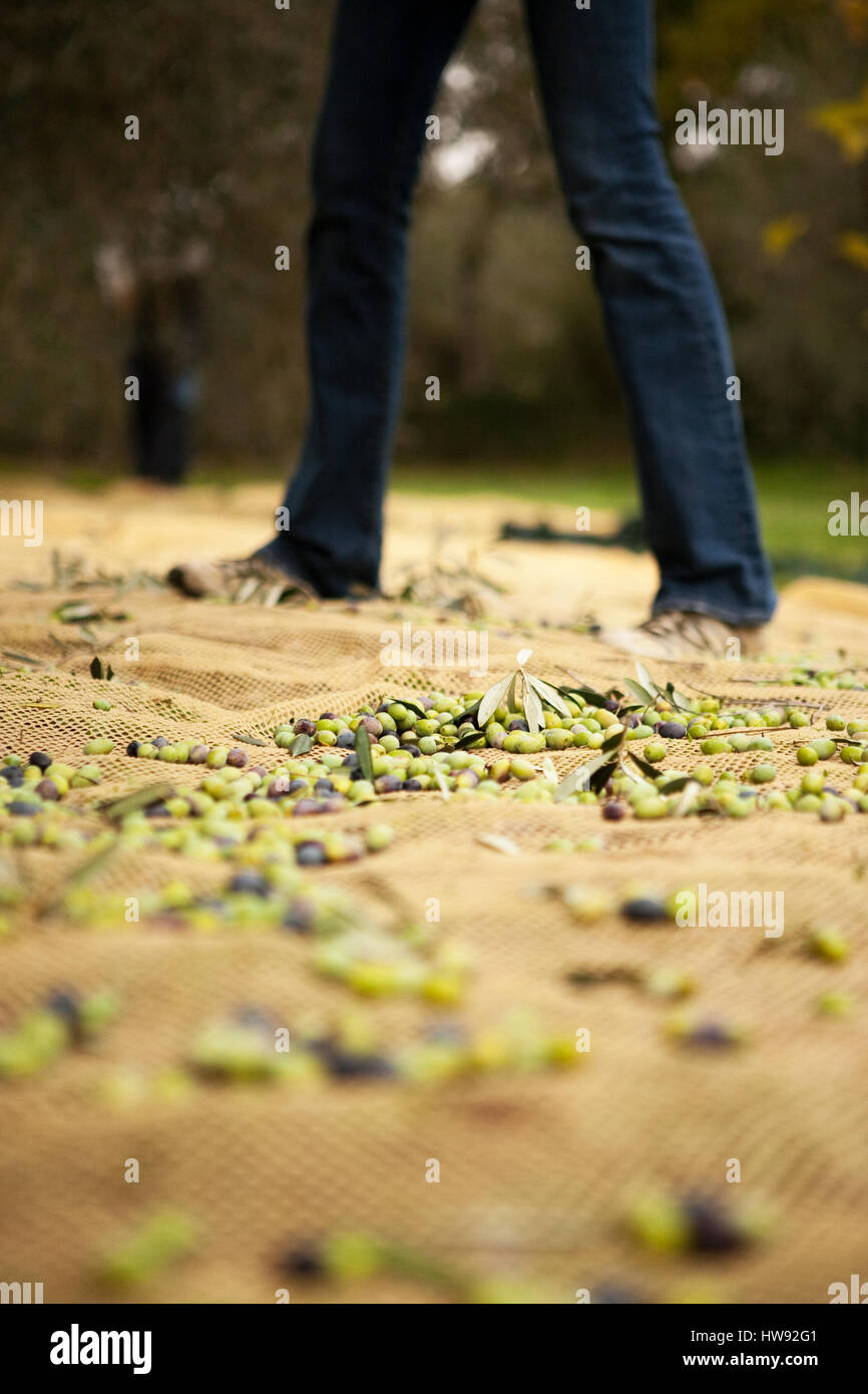 Olivenernte in der Toskana Stockfoto